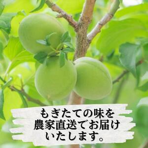 青梅 厳選 南高梅 10kg+250g（痛み補償分） / 梅 梅ジュース 梅酒 梅干し 高級 和歌山 ※5月~6月発送予定 ※北海道・沖縄・離島への配送不可 【ikd508-p-10G】