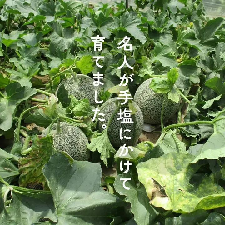 【 先行予約 】タカミレッドメロン 特秀品 1玉 糖度 16度以上 光センサー 厳選 プレミアム
