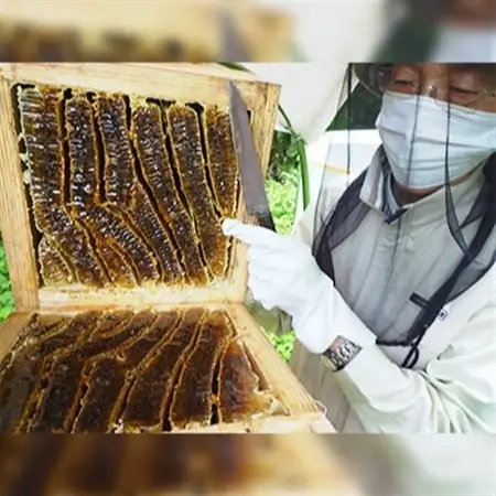石川県白山市産　純粋日本はちみつ　白山ひめみつ　150g×2瓶【1126419】