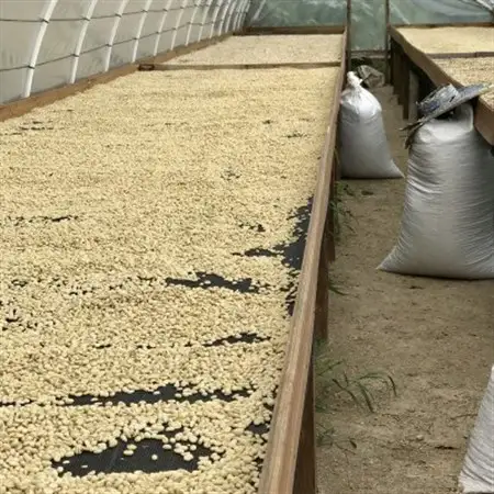 マグノリアコーヒー スペシャルティコーヒー 生産者違いの 200g ×3種セット(豆のまま)【1379530】