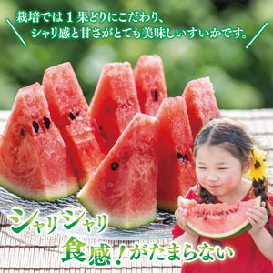 すいか 羅皇 ザ・スイート 3L（1玉入り）西瓜 高糖度 シャリ感 甘い 夏限定 旬 フルーツ すいか 人気 産地直送 ギフト 茨城県 阿見町【先行予約｜2026年6月中旬より配送】（76-02）