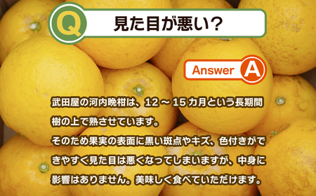 【訳あり】 みかん職人の河内晩柑  10kg (なくなり次第終了) 先行予約 河内晩柑 みかん職人武田屋