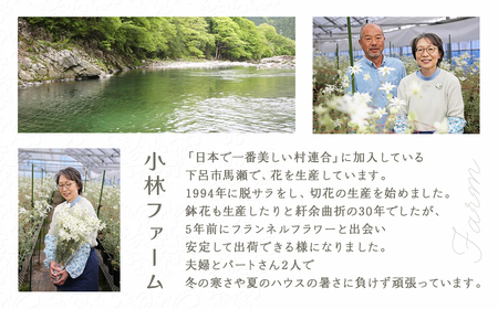 先行予約【2026年12月配送】フランネルフラワー（切り花）花束 1束（60輪）約30本 プレゼント 下呂市 岐阜県 生花 馬瀬 ネイティブフラワー【114-1【12】】