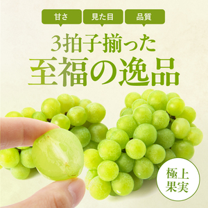 南信州産 シャインマスカット 秀品 約2kg (3～6房) ＜2026年9月中旬～順次発送＞ ＪＡみなみ信州ＤＭセンター飯田市