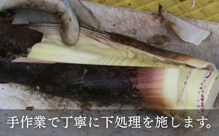 国産 たけのこ 水煮 900g タケノコ 竹の子 長期保存 真空パック 15005-40001076-g