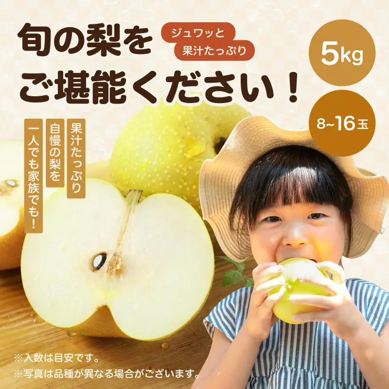 南信州産 南水 梨 秀品 約5kg 8～16玉 ＜2026年9月中旬～順次発送＞ ＪＡみなみ信州ＤＭセンター飯田市