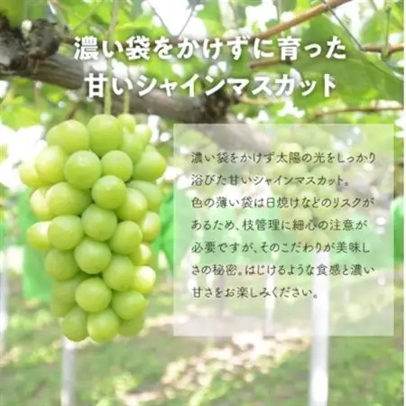 【発送月固定定期便】ピオーネとシャインマスカットの満足便! 各大2房入/1.3kg(岡山県産)全2回【配送不可地域：離島】【4067477】