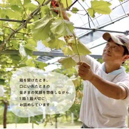 【発送月固定定期便】人気のシャインマスカットと希少品種の梨、フルーツ満足便!(岡山県産)全2回【配送不可地域：離島】【4067489】