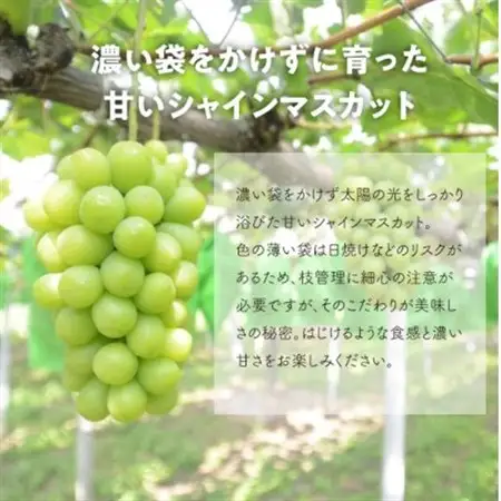 【発送月固定定期便】ピオーネとシャインマスカット 各大2房入 人気ぶどうの定期便(岡山産)全2回【配送不可地域：離島】【4067688】
