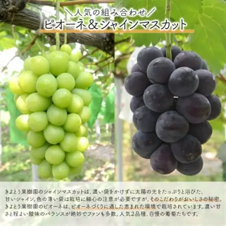 【発送月固定定期便】桃(5-7玉)とピオーネ＆シャインマスカット(3-5房)の定期便(岡山産)全2回【配送不可地域：離島・北海道・沖縄県】【4067689】