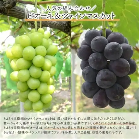 【発送月固定定期便】量より質の岡山果物づくし!桃とピオーネ＆シャインの定期便(岡山県産)全2回【配送不可地域：離島・北海道・沖縄県】【4067690】