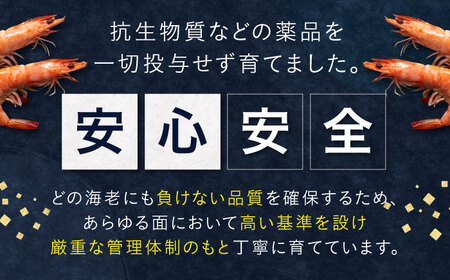 近江海老 600g(Sサイズ)[AQBA009]えび 近江海老 エビ
