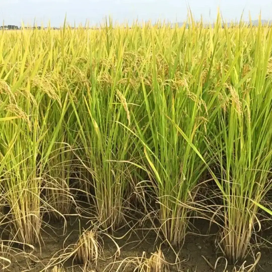 新潟県産新之助 5kg 令和7年 精米 新之助