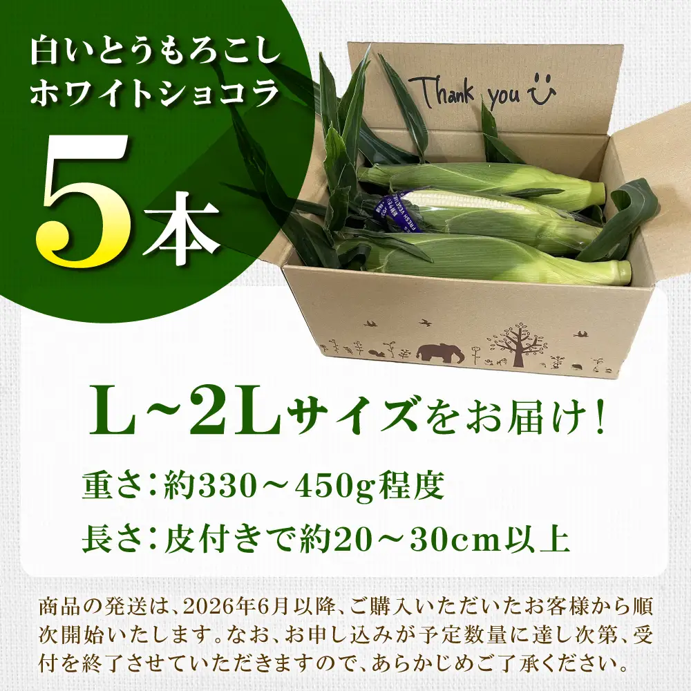【先行予約】【数量限定】白いとうもろこし ホワイトショコラ 5本 とうもろこし 【ふるなびWEEK対象】 [BDAX001]