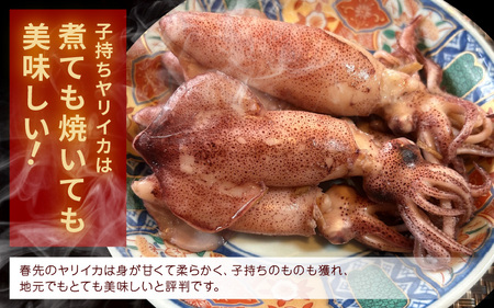 旬の美味しさ 天然 子持ちヤリイカ 1kg 以上【 子持ちやりいか 】[m36-a023]