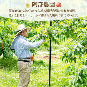 阿部農園 おまかせ 桃 約1.3kg 《2026年７月中旬から順次発送》 フルーツ 果物 くだもの 果実 夏 旬のフルーツ 旬の果物 もも モモ ピーチ 食品 オリジナル品種 阿部水蜜 あかつき 白鳳 はくほう なつおとめ みさか白鳳 白麗 広島県 三原市 216001