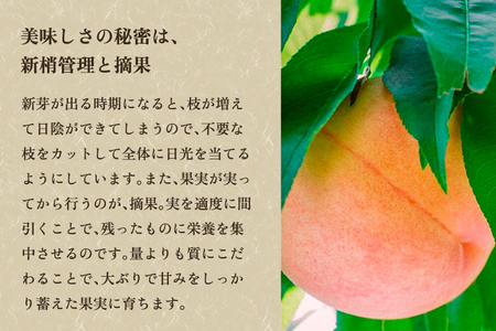 【2026年先行予約】新潟県産 桃 5kg（13～20玉）《7月下旬～順次出荷》