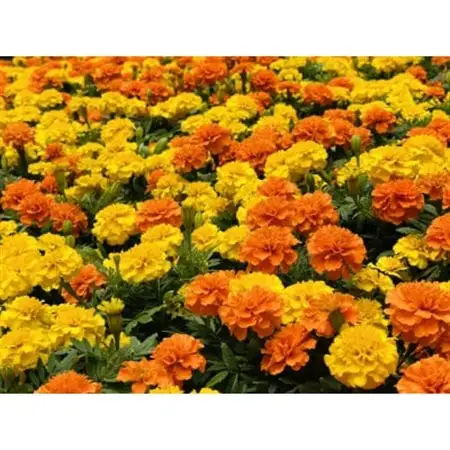 秋の花苗セット24ポット【配送不可地域：離島・北海道・沖縄県】【1624795】