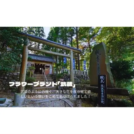 武蔵　春凄草宿根草セット(はるすごそう　しゅっこんそう)【配送不可地域：離島・北海道・沖縄県】【1624827】