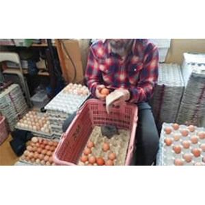ポロニ養鶏場　標茶町産有精卵10個×3パック　|  卵