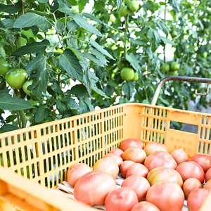 100%トマトジュース とまとde幸せ 180ml×3本 七久里農園 | トマト トマトジュース ジュース 飲料 野菜飲料 100％トマトジュース フレッシュ 新鮮 長野県 信州 南信州 飯田市