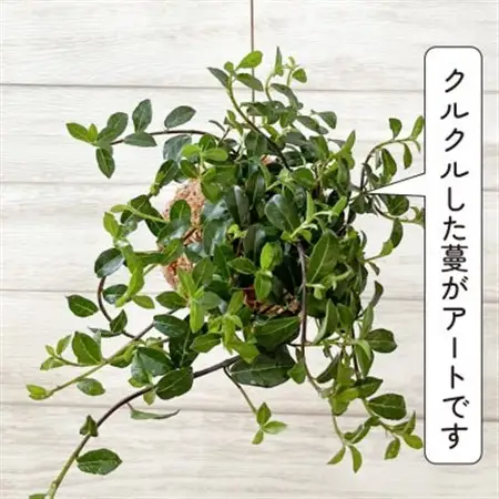 シャングリラ つる性ガジュマル 苔玉 幸福を呼ぶ 観葉植物　【1623430】