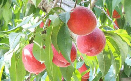 《2026年発送先行予約》山形県産 希少黄桃ワッサー 約2kg 5～9玉 秀 桃 もも フルーツ 黄色 F4A-0922