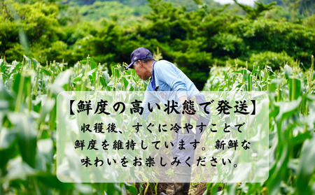 【 5月 ～ 6月 限定 】 種子島 産 朝どれ とうもろこし ホワイトコーン (30～36本)　NFN619【600pt】 ホワイトコーン トウモロコシ 人気 期間限定 朝獲れ 新鮮 数量限定 甘み 柔らかい ジューシー 冷蔵便