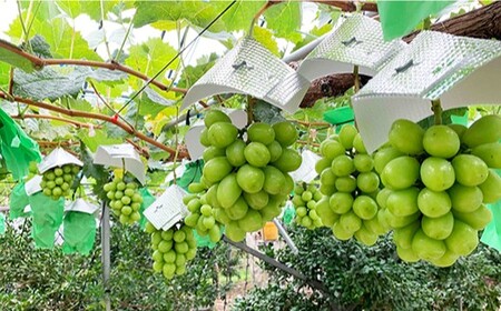 先行予約 シャインマスカット 計1kg CCX001シャインマスカット