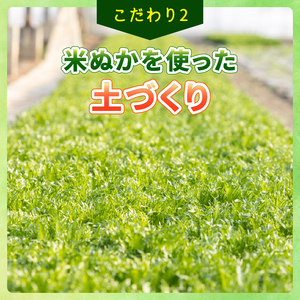 フリルレタス 6袋 ×4回 計 約 7.2kg 定期便 |レタス 旭市