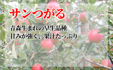 9月発送 家庭用 葉取らず サンつがる 約 3kg【 訳あり 】鶴翔りんごGAP部会 青森県産 津軽産 リンゴ 林檎 つがる 果物類 フルーツ