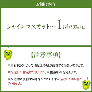 【2026年8月より順次発送】シャインマスカット（1房：500g以上)_シャインマスカット 1房 500g以上 九州 温暖 気候 活かす 農家 こだわり ご家庭用 先行受付 皮ごと食べられる 上品 甘さ フルーツ 果実 果物 ぶどう マスカット デザート おやつ お取り寄せ 福岡県 久留米市 送料無料 〔Fg012〕
