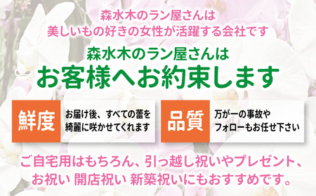 モダン モンステラ （高さ100～120cm） 熊本県 宇城市産 幹立ちモンステラ 観葉植物 ギフト 大型モンステラ モンステラ プレゼント おしゃれ 開店祝い 新築祝い スタイリッシュ インテリア 希少 植物 【森水木のラン屋さん】