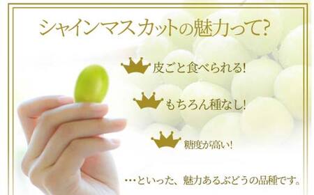 シャインマスカット 1房 900g 山形県産 秀品 ギフト箱入り 【令和8年9月中旬発送】 FSY-2234