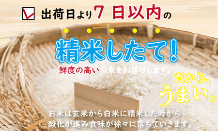 R7年度産 佐賀ブランド 米「さがびより」10kg（白米） 大坪精米所 C280-012