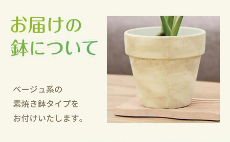 斑入り モンステラ タイ コンステレーション 2.5号ポット 栽培苗 植え替えセット付き ベージュ系素焼き鉢 熊本県 宇城市産 モンステラ 希少品種 観葉植物 インテリア グリーン 希少 希少品種 斑入り植物 おしゃれ ギフト 室内 人気 初心者 向け リビング 開店祝い 新築祝い 【森水木のラン屋さん】