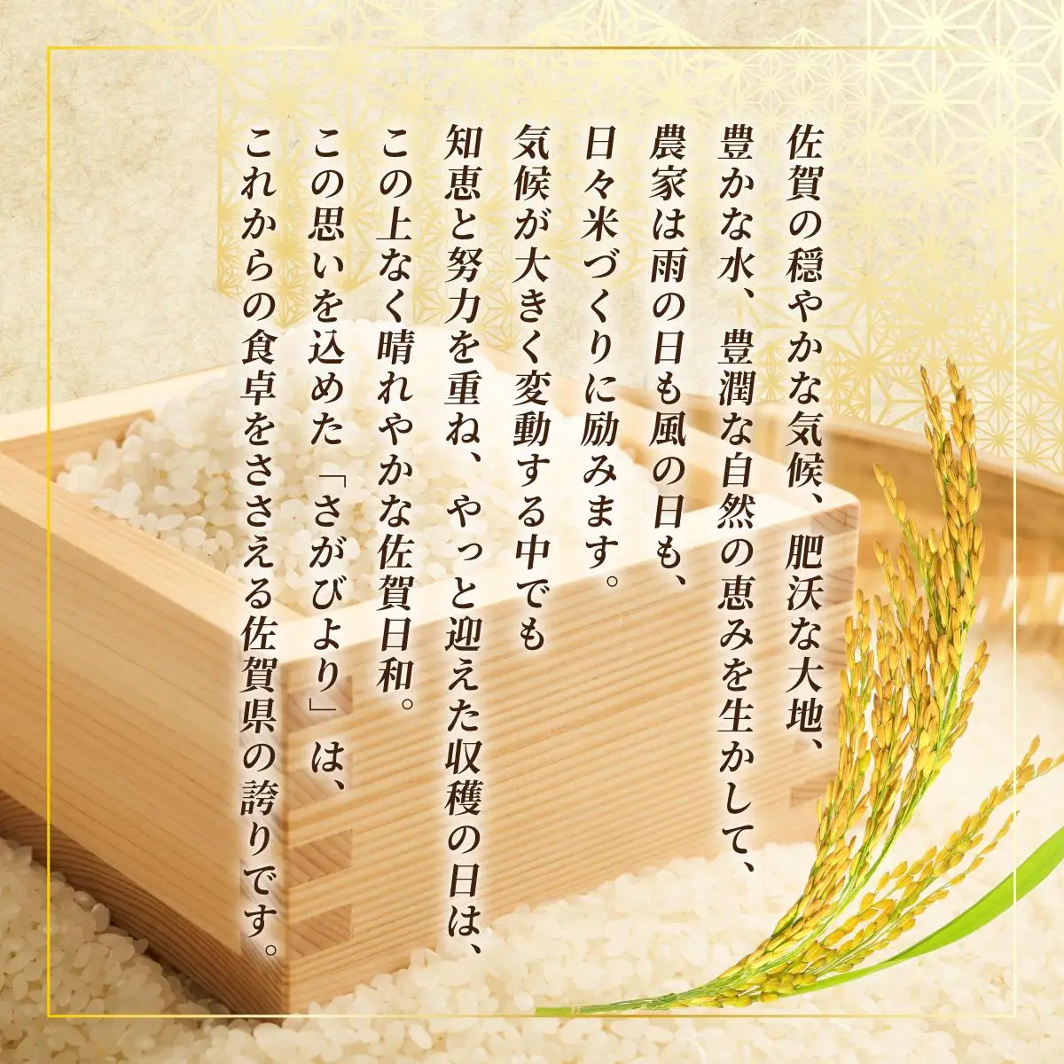 【ふるなびWEEK対象】《佐賀海苔付き》《順次発送》令和7年産 さがびより 佐賀県産（精米）10kg