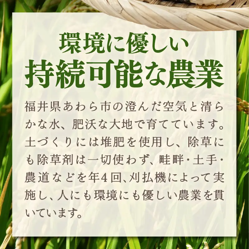 令和7年産 あきさかり 無洗米 10kg × 1袋（計10kg） ／ 米 10キロ 福井県産 ブランド米 あきさかり ご飯 白米 新鮮 高品質米 [aw121-b004]