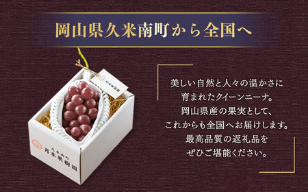 《種なし》 岡山県産 クイーンニーナ 1房（約600g）【2026年8月下旬-9月下旬発送予定】 ／ ぶどう ブドウ 葡萄 大粒 種なし 種無し フルーツ 果物 くだもの 果実
