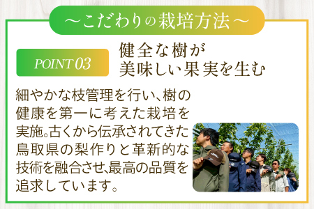 新甘泉3kg箱(鳥取県大山町産梨)【梨 新甘泉 赤秀 先行予約 季節限定 赤梨 3kg 5玉～8玉 なし 贈答用 期間限定 果物 フルーツ くだもの 数量限定】