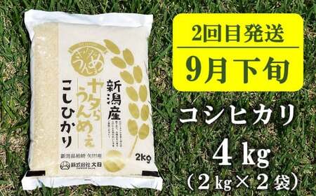 【先行予約・令和8年産新米定期便・8月下旬～発送】新潟米 3種食べ比べ 白米 4kg×3回（計 12kg）葉月みのり・コシヒカリ・新之助 水田環境鑑定士在籍[Y0196]