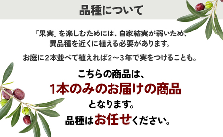 瀬戸内のオリーブ 苗木 1本 植物