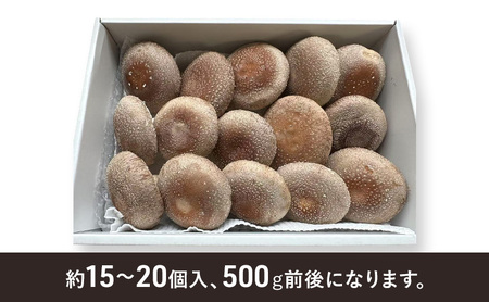 しいたけ 肉厚生椎茸500g 椎茸 シイタケ 高品質 通年栽培 肉厚 大粒 しっかり 噛み応え きのこ 千葉市 千葉県