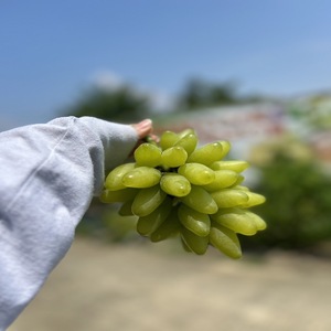 【先行予約】【数量限定】夏一番 ぶどうセット 3色 3房 セット 詰め合わせ ゴールドフィンガー クイーンセブン 泉湧誉 葡萄 ぶどう 食べ比べ フルーツ 果物  旬のフルーツ 旬の果物 大阪 大阪府 岸和田市