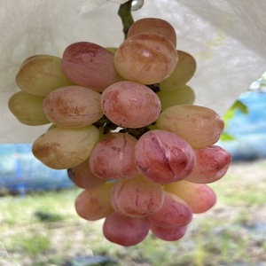 【先行予約】【数量限定】贅沢 ぶどうセット 4種 6房 セット 詰め合わせ 葡萄 ぶどう ブドウ マスカット シャインマスカット 食べ比べ フルーツ 果物  旬の果物 大阪 大阪府 岸和田市