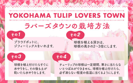 横浜限定チューリップ　ラバーズタウン栽培セット　株式会社サカタのタネ |  花 園芸 ガーデニング 庭 ベランダ 家庭 種苗 チューリップ  AOK0001