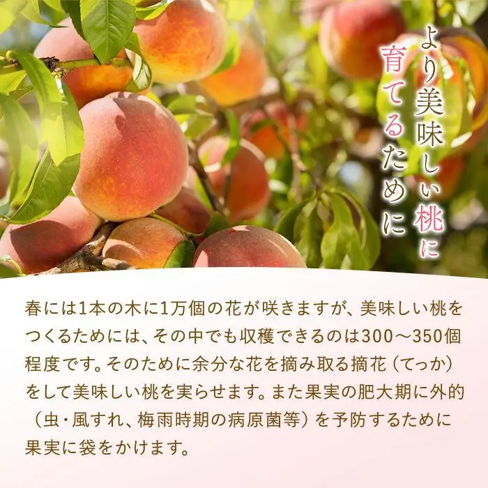 和歌山県産 白鳳 桃 11～16玉入り 訳あり ご家庭用 数量限定［2026年6月下旬以降発送］［MG91］