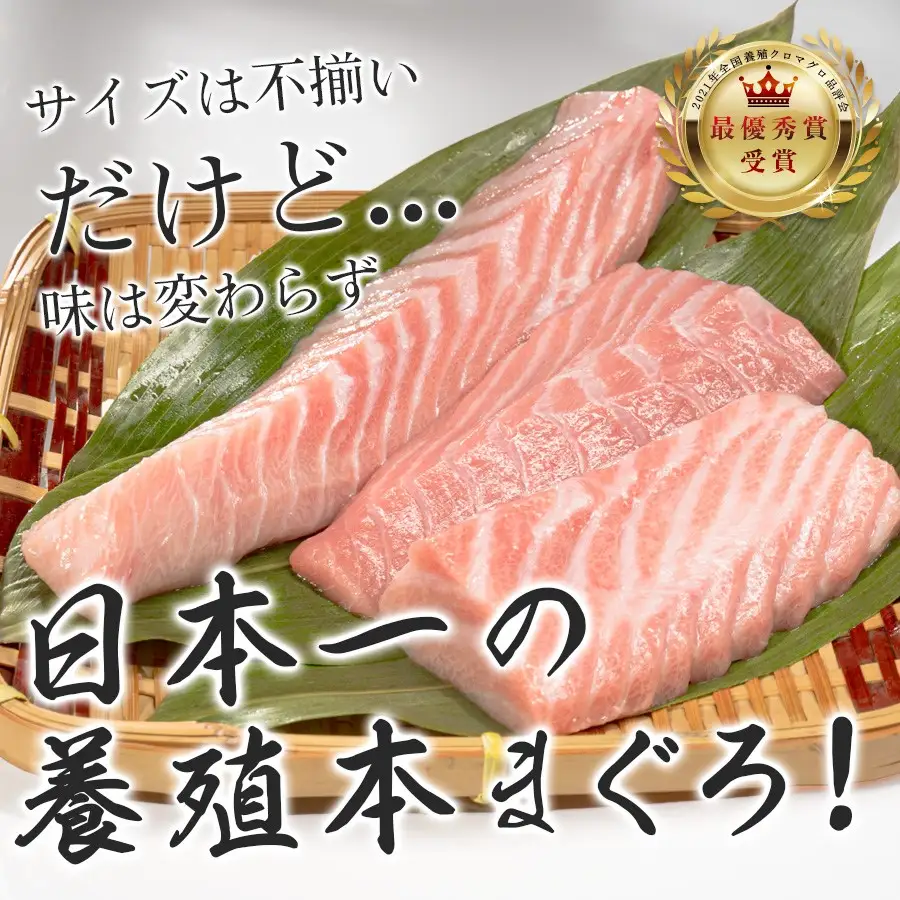 マグロ 訳あり まぐろ 本マグロ 刺身 大トロ 140g 養殖 本まぐろ さしみ 刺し身 ネギトロ ねぎとろ 漬け丼 海鮮丼 まぐろたたき 海鮮セット 柵 年末 年始 正月 高知県 大月町