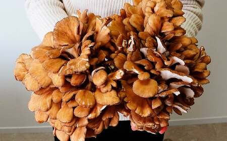 【12ヶ月定期便】長五郎 まいたけ ほぐし 300g×2 計7.2kg | まいたけ まいたけ まいたけ まいたけ まいたけ