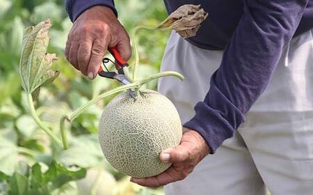 山形メロンの定期便 7月 緑肉メロン2玉 計2.5kg 8月 マスクメロン 2玉 計2.5kg 【令和8年発送】 FSY-2370